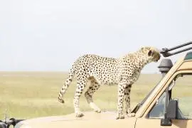 Tanzania Safari Deluxe Tours